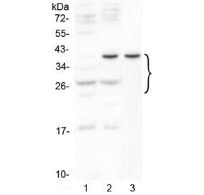 Western blot testing of 1) mouse thymus, 2) mouse HEPA1-6 and 3) rat C6 cell lysate with VEGFA antib