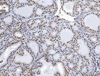 CHTOP Antibody / Chromatin target of PRMT1 protein / C1orf77