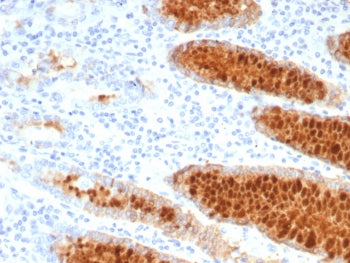 IHC staining of FFPE human stomach tissue with Estrogen Inducible Protein pS2 antibody (clone TF/777