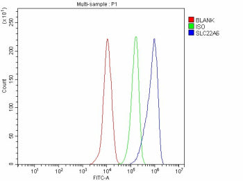 Flow Cytometry analysis of THP-1 cells using anti-OAT1 antibody. Overlay histogram showing THP-1 cel