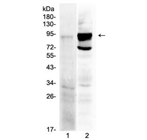 TLR2 Antibody