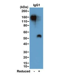 Western blot of nonreduced(-) and reduced(+) mouse IgG1 (20ng/lane), using 0.2ug/mL of recombinant M