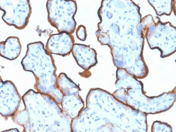IHC testing of FFPE human placenta tissue with Transferrin Receptor antibody (clone TFRC/1839). Requ