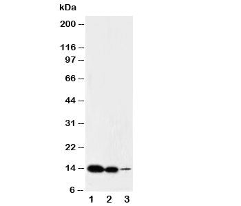 Western blot testing of IL-2 antibody and Lane 1: recombinant mouse protein 10ng; 2: 5ng; 3: 2.5ng