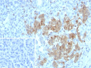 IHC staining of FFPE human pancreas tissue with NSE antibody (clone ENO/8253R). Inset: PBS used in p