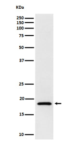 Western blot analysis of eIF1A expression in human Jurkat cell lysate using eIF1A antibody. Predicte
