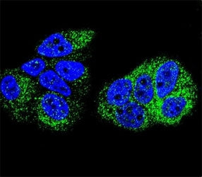 Confocal immunofluorescent analysis of HNF4A antibody with MCF-7 cells followed by Alexa Fluor 488-c