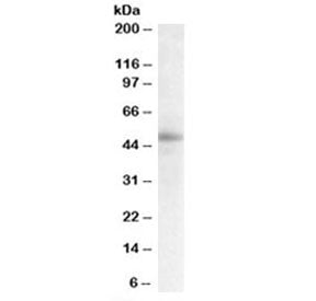 Western blot testing of human breast lysate with STAP2 antibody at 0.3ug/ml. Predicted molecular wei