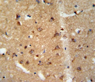 GDNF Antibody