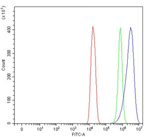 FXR2 Antibody / Fragile X mental retardation syndrome-related protein 2