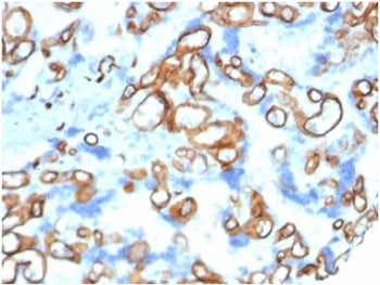 IHC staining of FFPE human placental tissue with CD34 antibody (clone CD34/4939)at 2ug/ml RT. HIER: boil tissue sections in pH 9 10mM Tris with 1mM EDTA for 20 min and allow to cool before testing.
