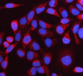 Immunofluorescent staining of FFPE human HeLa cells with NTN3 antibody (red) and DAPI nuclear stain 