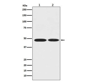 Western blot testing of 1) human MCF7 and 2) rat brain lysate with Alpha Enolase antibody. Predicted molecular weight ~47 kDa.