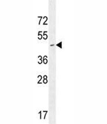 CD34 Antibody, 0.4ml