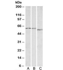 ADRA1B Antibody