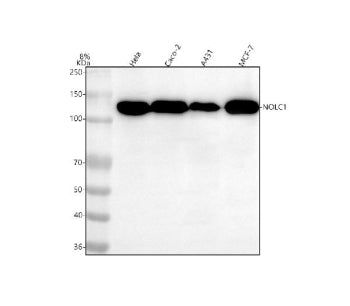 Western blot analysis of NOLC1 using anti-NOLC1 antibody. Lane 1: human Hela whole cell lysates, Lan