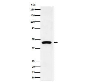Western blot testing of human HepG2 cell lysate with Keratin 19 antibody. Predicted molecular weight