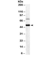 Western blot testing of human brain lysate with FOXG1 antibody at 0.3ug/ml. Predicted molecular weig