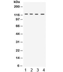 Western blot testing of 1) rat liver, 2) mouse liver, 3) mouse testis and 4) human HeLa lysate with 