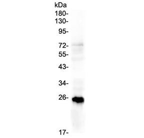Western blot testing of human T-47D lysate with PGF antibody at 0.5ug/ml. Expected molecular weight: