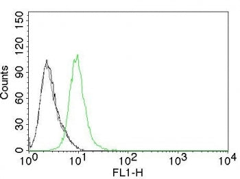 p27 Antibody / p27Kip1