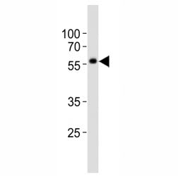 KLF4 Antibody