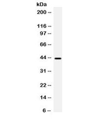 Western blot testing of human HeLa cell lysate with BMP6 antibody. Expected molecular weight: ~57 kD