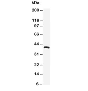 CXCR4 Antibody