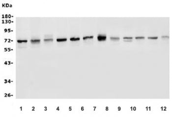 P2X4 Antibody