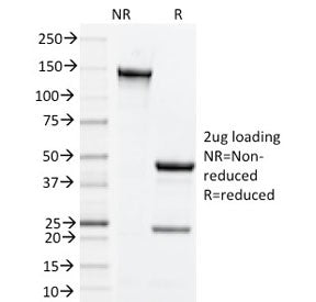 SDS-PAGE analysis of purified, BSA-free CD134 antibody (clone OX-86) as confirmation of integrity an