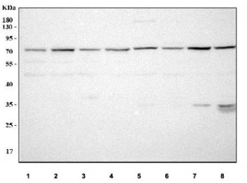 MARS2 Antibody / Methionyl-tRNA synthetase 2