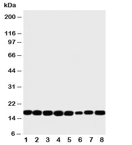 NM23 Antibody