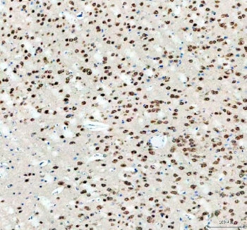 IHC staining of FFPE mouse brain tissue with Fox2 antibody. HIER: boil tissue sections in pH8 EDTA f