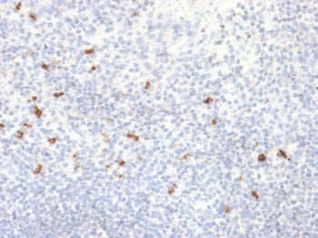 IHC testing of FFPE human tonsil with recombinant IgG4 antibody (clone IGHG4/2042R). HIER: boil sect