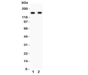 NR2A Antibody
