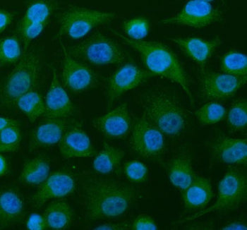 Immunofluorescent staining of MEIOB using anti-MEIOB antibody (green). MEIOB was detected in an immu