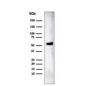 Western blot testing of human MCF-7 cell lysate using IRF3 antibody (clone PCRP-IRF3-1E11). Predicte