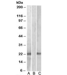 Cystatin 8 Antibody