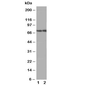 Western blot testing of ABCG4 antibody; Lane 1: rat brain; 2: mouse brain tissue lysate. Predicted m