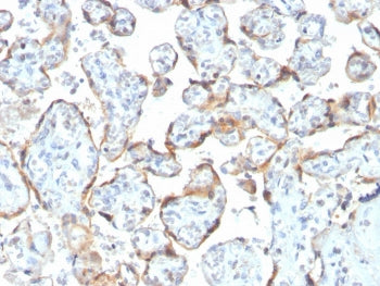 IHC staining of FFPE human placenta with recombinant TIMP2 antibody (clone rTIMP2/2335). Required HI