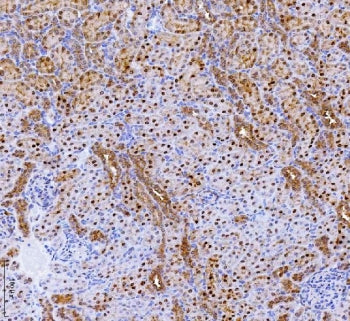 Batf2 Antibody
