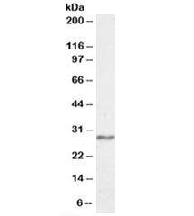 Western blot testing of human frontal cortex lysate with NDUFS3 antibody at 0.3ug/ml. Predicted mole