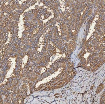 SEC31A Antibody