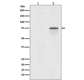 Western blot testing of human 293T cells 1) untreated and 2) treated with Okadaic Acid + Calyculin A