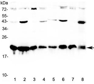 Western blot testing of human 1) HeLa, 2) MCF7, 3) COLO320, 4) HepG2, 5) placenta, 6) A549, 7) SKOV3