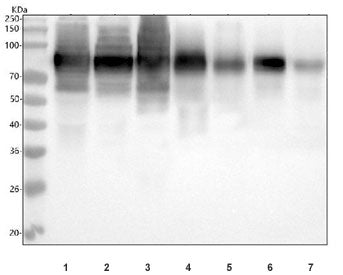CD44 Antibody / HCAM