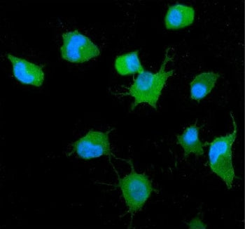 Immunofluorescent staining of FFPE human A549 cells with GRB14 antibody (green) and DAPI nuclear sta