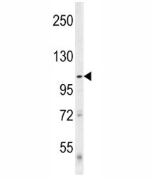 Western blot analysis of ULK1 in mouse cerebellum tissue lysate.