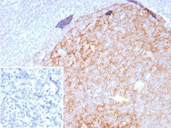 CD23 Antibody