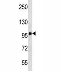 CD68 Antibody